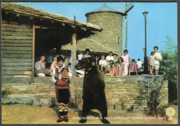 Młody niedźwiednik